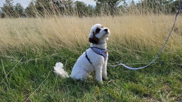 Chatfield State Park