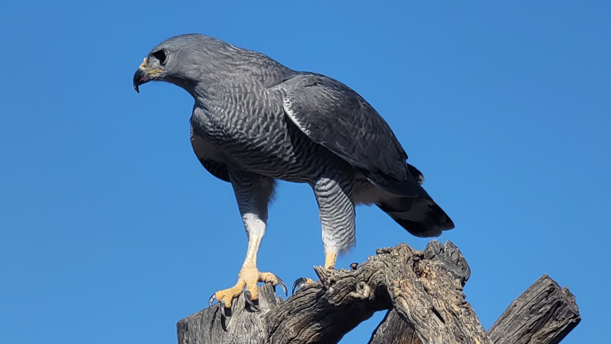 Tucson, Arizona