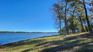 Cypress Black Bayou